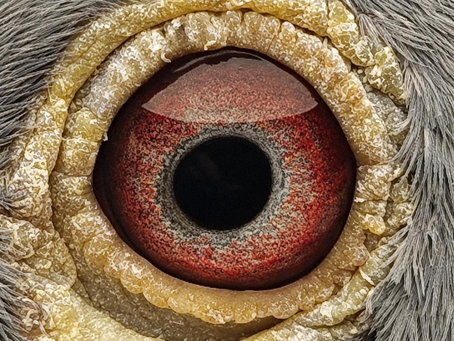Pigeon eye
